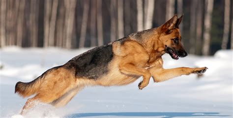 German Shephard Training | Puppy Training & Dog Boarding