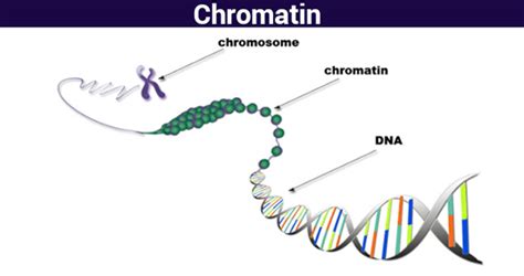 Chromatin-Structure Function & Analyzing chromatin | Chromosomes@Byju's