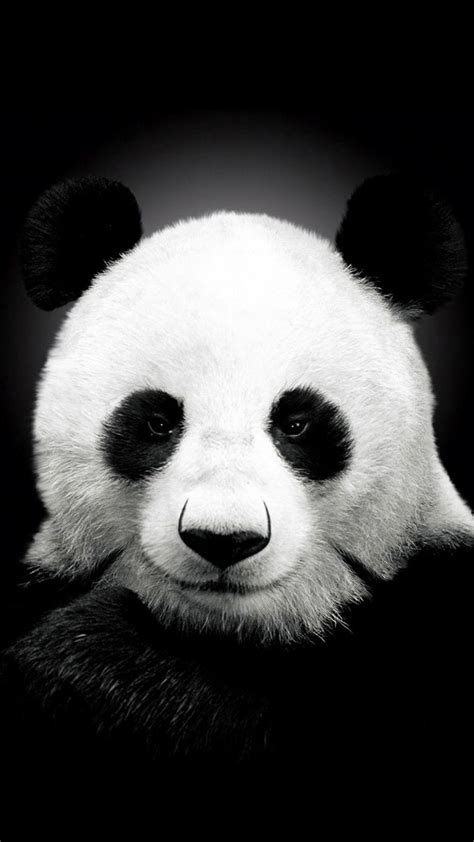 iPhone Panda Wallpapers - Wallpaper Cave