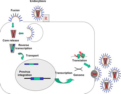 Lentiviral Vectors in Immunotherapy | IntechOpen