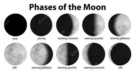 Moon Phases Simple Vector Template Black Silhouette. Royalty Free ...