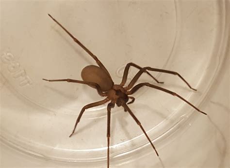 Loxosceles reclusa (Brown Recluse) in AMARILLO, Texas United States