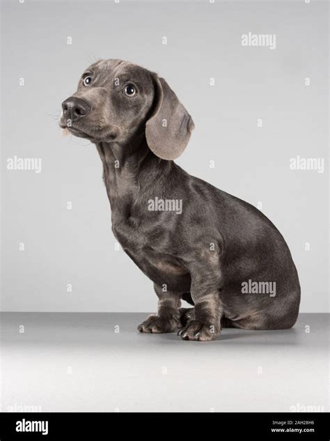 4 month old Blue Miniature Dachshund puppy, male, UK Stock Photo - Alamy