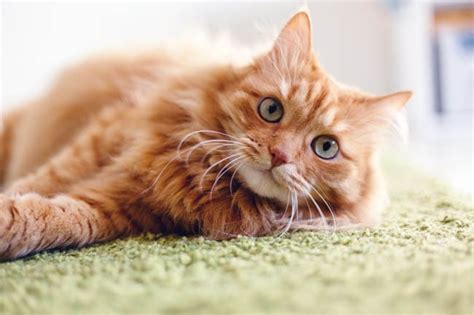 What Is Cat Dander And How Does It Affect Allergies? | Cat-World