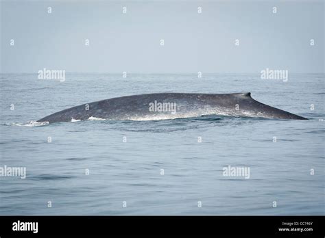 A Blue Whale breaching the surface of the Indian Ocean off the coast of Sri Lanka Stock Photo ...