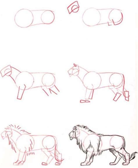 How To Draw Easy Animals Step By Step Image Guide