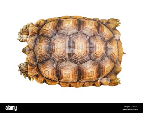 armature turtle isolated / tortoise shell pattern beautiful isolated on white background - top ...