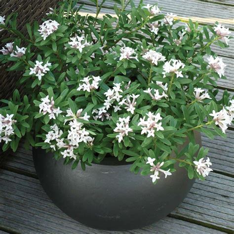 Daphne x transatlantica 'Eternal Fragrance' - Shrubs & Roses - Thompson ...