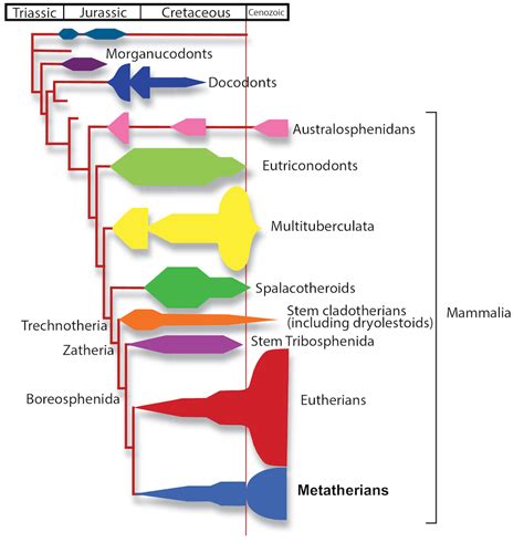 The origin and early evolution of metatherian mammals: the Cretaceous ...