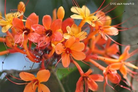 Ashok flower photo