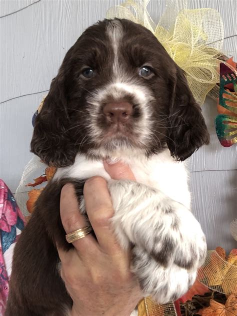 English Springer Spaniel Puppies For Sale | Gadsden, AL #309390