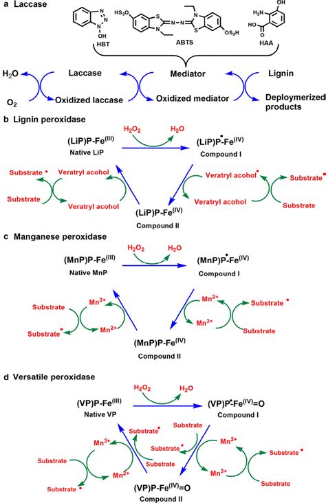 Catalytic mechanism of ligninolytic enzymes mediated lignin ...