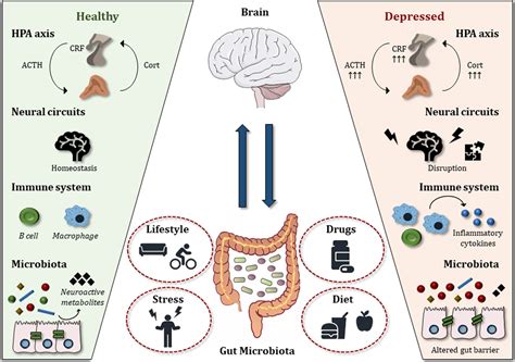 Prof David Veale discusses the science behind Microbiota-Gut-Brain Axis