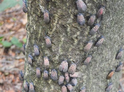 Spotted Lanternfly NJ: Egg masses should be destroyed, state says