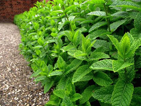 Mentha Piperita (Pack of 100), Rs 300 /pack Green Earth Products Pvt. Ltd | ID: 3638888397