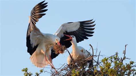 White storks are nesting in Britain again, after 604 years