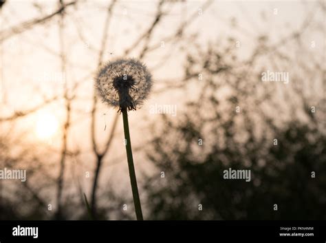 Dandelion at sunset Stock Photo - Alamy