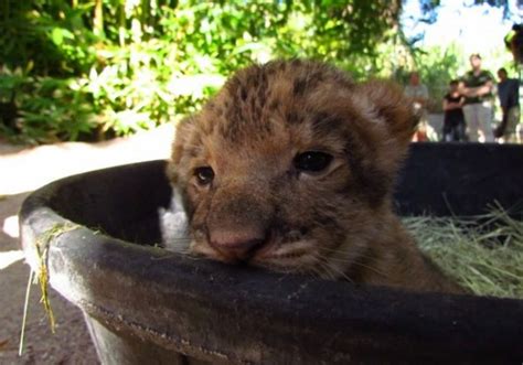 Three Little Lion Cubs in a Tub - ZooBorns