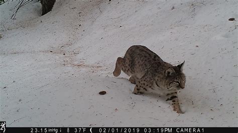 Bobcat Tracks In The Snow | Wood River Weekly