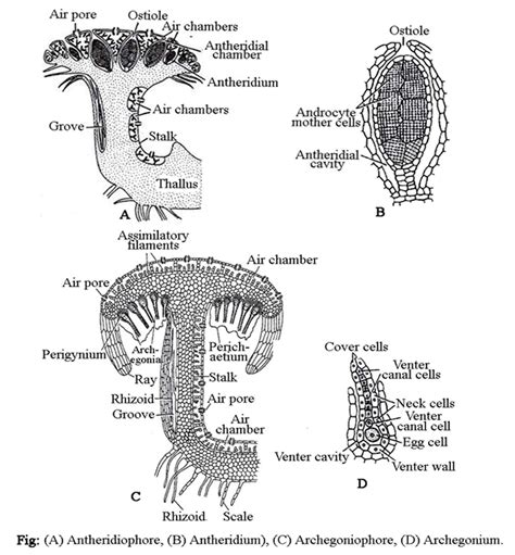 MARCHANTIA - CLASSIFICATION, STRUCTURE OF THE GAMETOPHYTE, REPRODUCTION, SPOROPHYTE