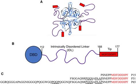 Structure of Escherichia coli SSB. (A) Model for the structure of an ...