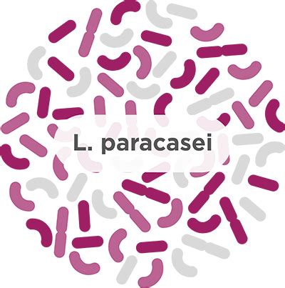 L. paracasei - A common probiotic strain - Humarian