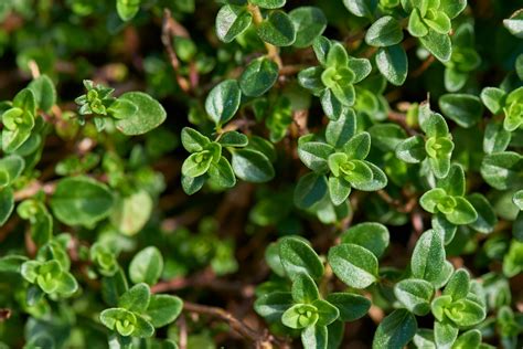 Thyme seedlings - presskesil