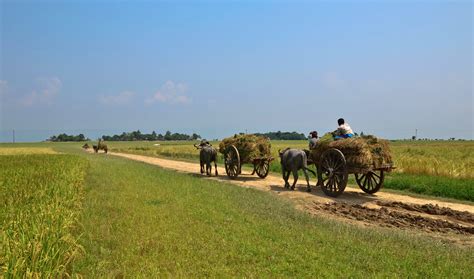 File:Agriculture of Bangladesh 8.jpg