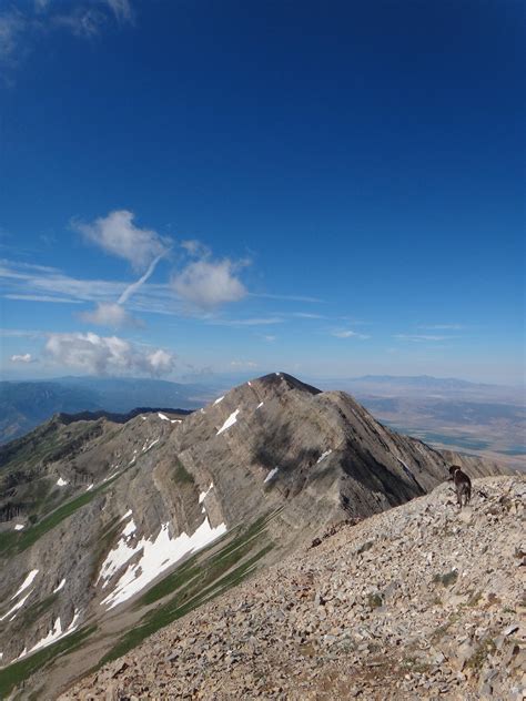 Lucy pondering the other Nebo summits. - Mount Nebo - Utah County Highpoint - Road Trip Ryan