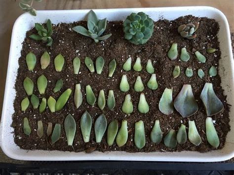 How to Propagate Succulents - The garden!