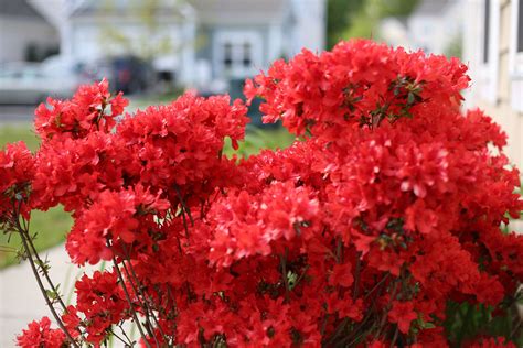 How to Prune Azaleas | eHow | Azaleas garden, Pruning azaleas, Azaleas