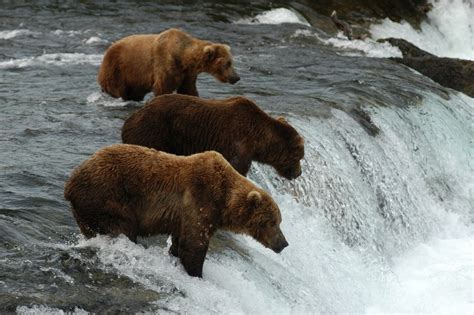 Charges pending for three Katmai visitors who approached feeding brown bears