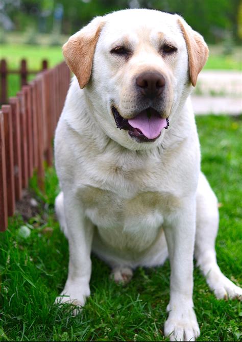 Miniature Labrador: Small Size and Dwarfism In Labs