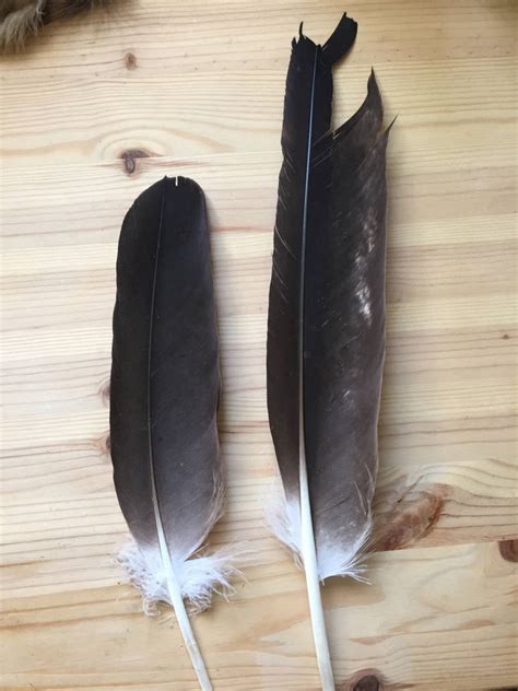 Bald Eagle Feathers by AdvidFeathers on DeviantArt