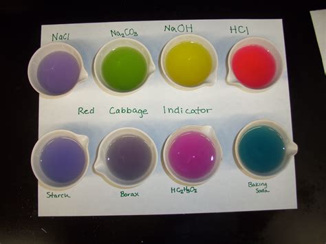 Red Cabbage Indicator Experiment Worksheet