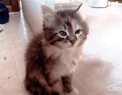 The 11 BEST Kitten GIFs That'll Make You Laugh - Floppycats™