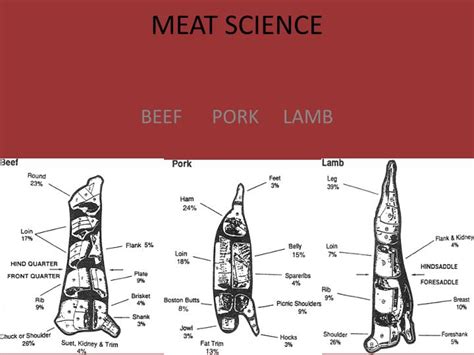 PPT - MEAT SCIENCE PowerPoint Presentation, free download - ID:2009246