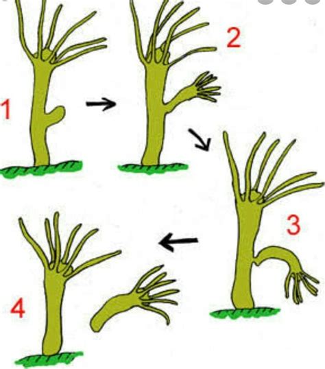 The Best Reproduction Typical Of Hydra Brainly References