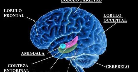 neurociencia: Una estructura emocional: la amígdala