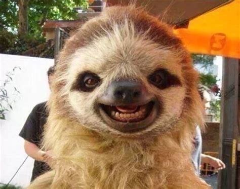 a smiling sloth with its mouth wide open