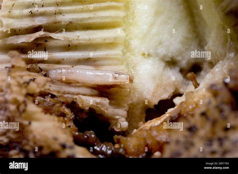 Humpback fly, larvae (Megaselia scalaris Stock Photo - Alamy