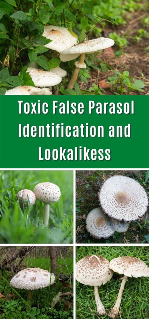 Toxic False Parasol Identification and Lookalikes - Mushroom Appreciation