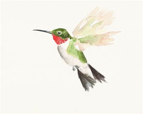 Hummingbird | Watercolor hummingbird, Hummingbird painting, Hummingbird art