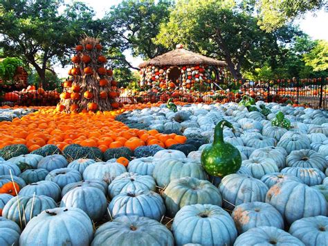 The Dallas Arboretum, Arboretum, Pumpkin Village, Pumpkin, Fall at the ...