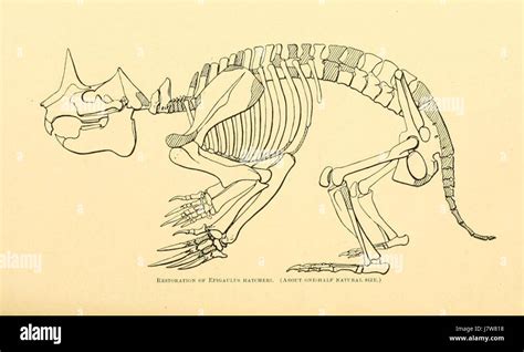 Ceratogaulus hatcheri skeleton by James Gidley Stock Photo - Alamy