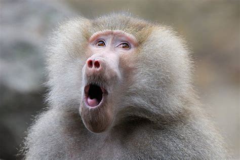 Baboon Word Skills Cause Linguistics Rethink | Funny animal faces ...