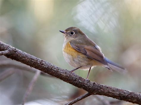 Red-flanked Bluetail Bird Facts (Tarsiger cyanurus) | Bird Fact