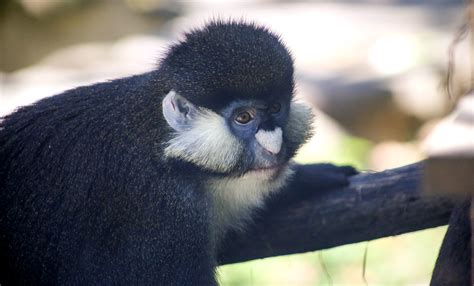 Schmidt's red-tailed monkey | Smithsonian's National Zoo and Conservation Biology Institute