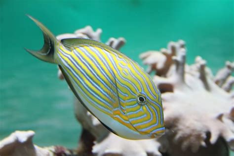 Clown Tang For Sale (Acanthurus lineatus). TOP Care facts. Reefs4Less.com