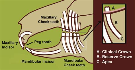 Anatomy, Physiology and Non-dental Disorders of the Mouth of Pet ...